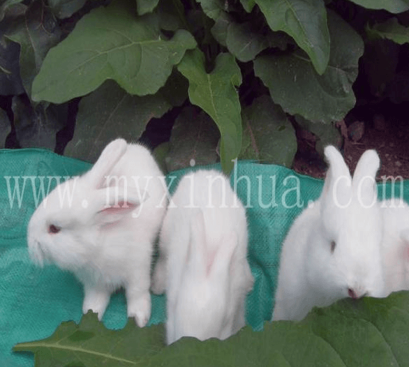 葡萄糖作為飼料添加劑對養兔有幫助