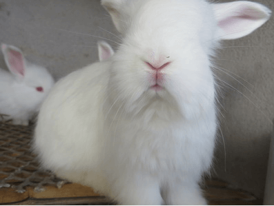 家兔春繁期的飼養管理