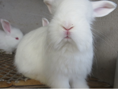 長毛兔喂養時的飼料營養很關鍵