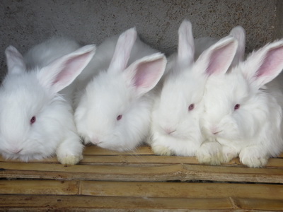 長毛兔飼養中，應該盡量避免兔子生病。