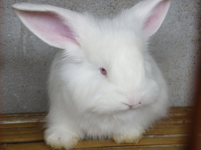 長毛兔飼養根本知識有哪些